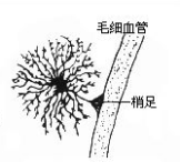 原漿性星形膠質(zhì)細胞 原漿性星形膠質(zhì)細胞