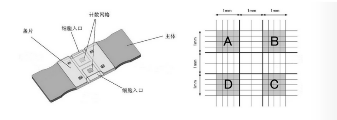 細胞計數(shù) 細胞計數(shù)