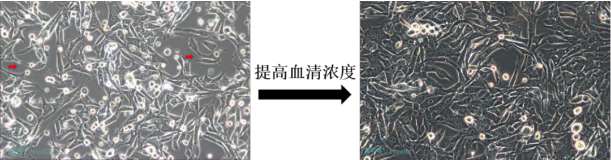 Renca(小鼠腎癌細(xì)胞)細(xì)胞形態(tài) Renca(小鼠腎癌細(xì)胞)細(xì)胞形態(tài)
