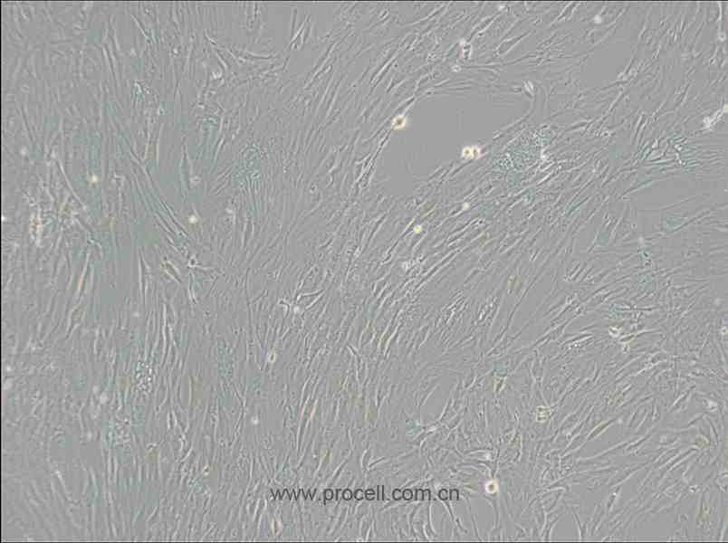 CCD-1095Sk (人乳腺浸潤(rùn)性導(dǎo)管癌旁皮膚細(xì)胞) (STR鑒定正確)