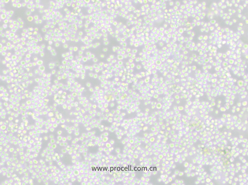 P3X63Ag8 (小鼠骨髓瘤細(xì)胞) (種屬鑒定正確)