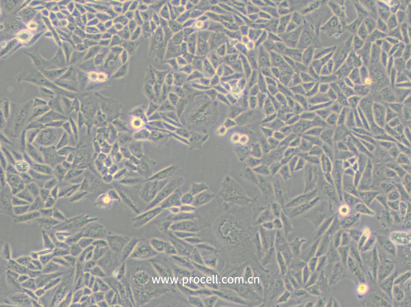 CTLA4 Ig-24 (中國倉鼠卵巢細胞)(種屬鑒定正確)