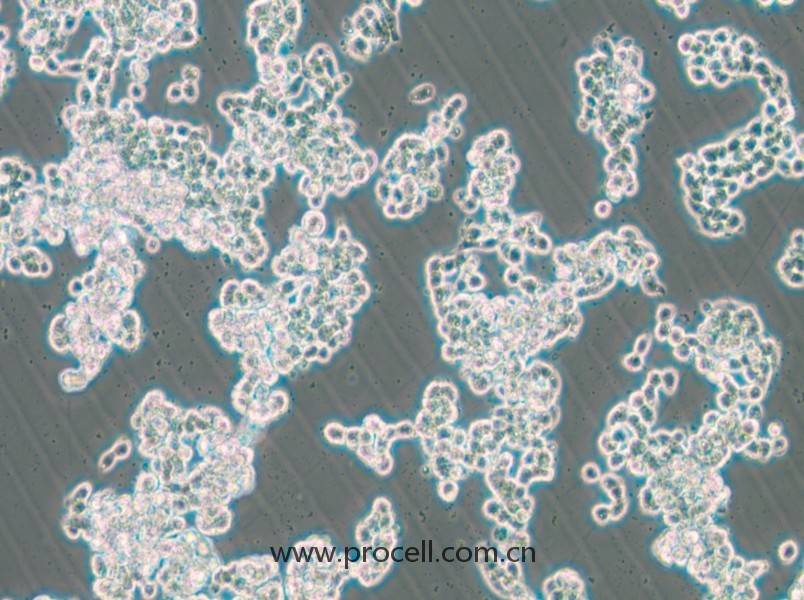 HCC1187（人乳腺導(dǎo)管癌細(xì)胞）（STR鑒定正確）