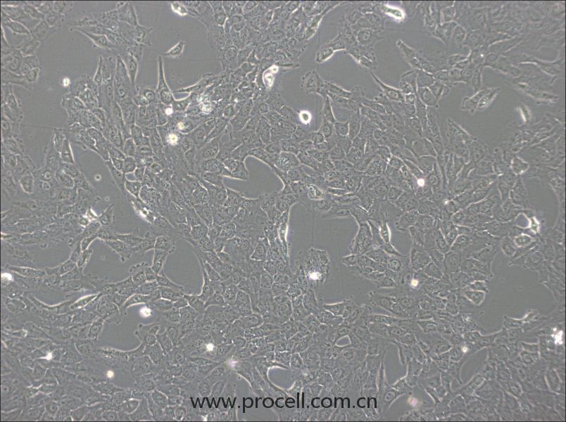 NCI-H1792(人肺腺癌細胞) (STR鑒定正確)